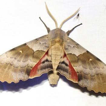 Pachysphinx occidentalis
