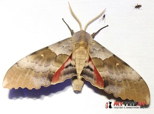 Pachysphinx occidentalis