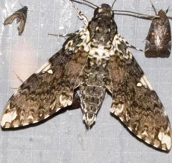Manduca dalica