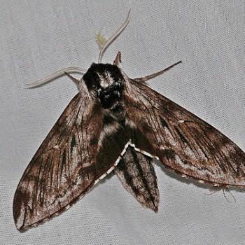 Sphinx poecila
