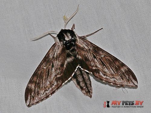 Sphinx poecila