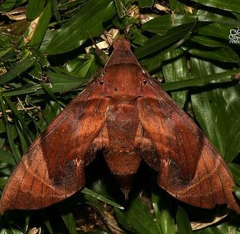 Eurypteryx bhaga