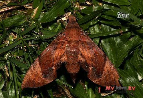 Eurypteryx bhaga