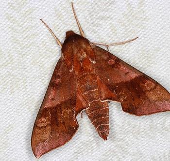 Darapsa choerilus