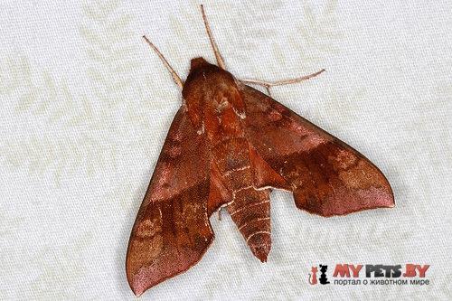 Darapsa choerilus