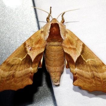 Smerinthus saliceti