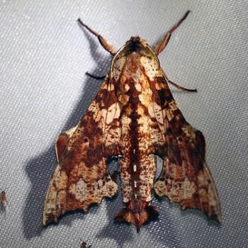 Degmaptera olivacea