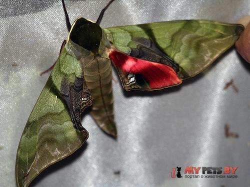 Callambulyx rubricosa