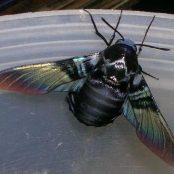 Sataspes tagalica