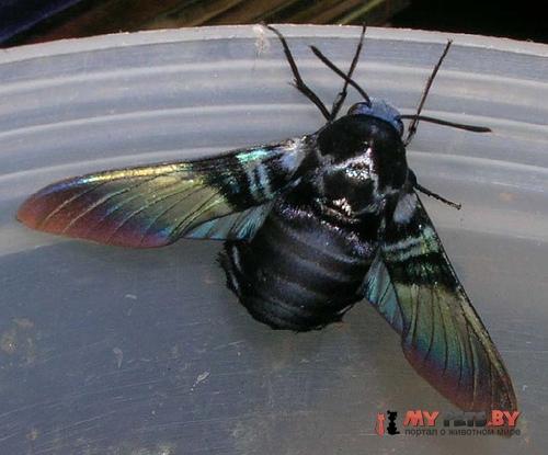 Sataspes tagalica