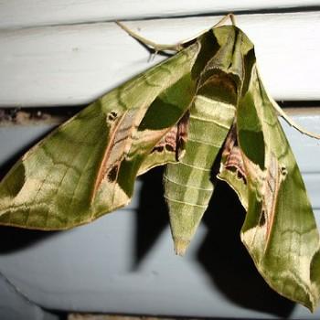 Eumorpha pandorus