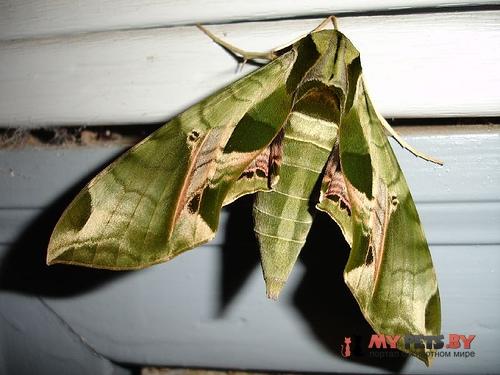 Eumorpha pandorus