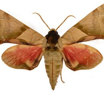 Callambulyx poecilus