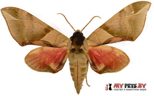 Callambulyx poecilus