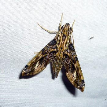 Eupanacra variolosa