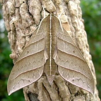 Ampelophaga dolichoides
