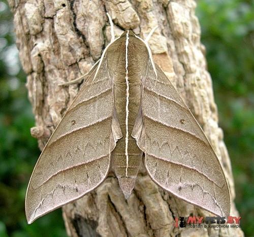 Ampelophaga dolichoides