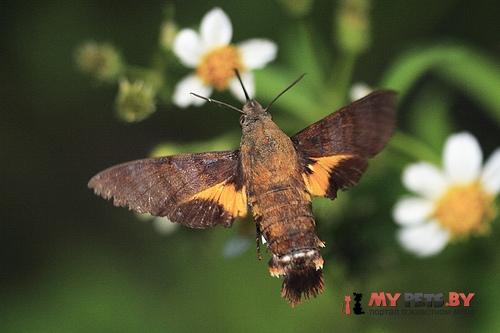 Macroglossum corythus