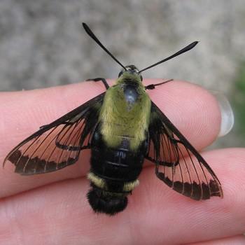 hemaris diffinis
