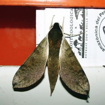 Xylophanes schausi