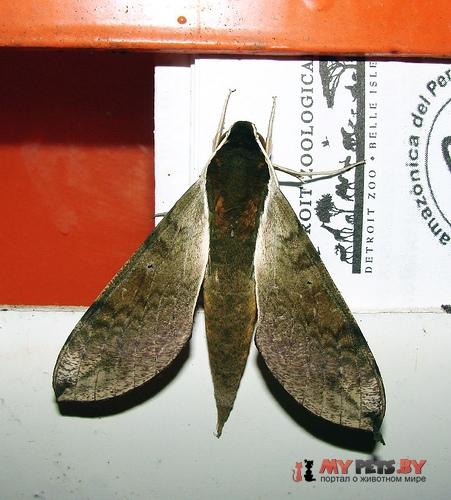 Xylophanes schausi