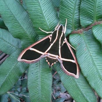 Cizara ardeniae