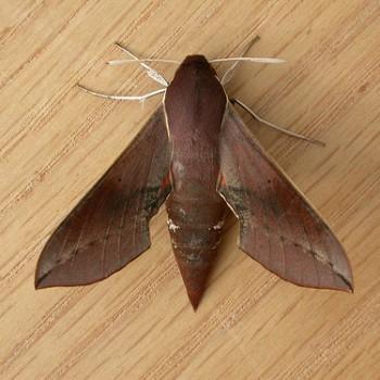 Hippotion scrofa