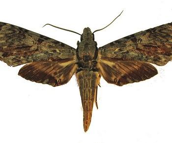 Amphimoea walkeri