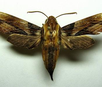 Xylophanes jordani