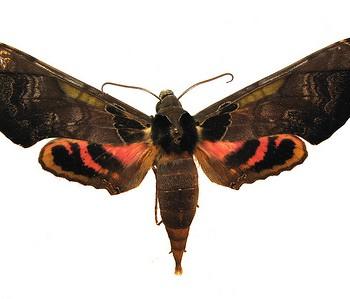 Adhemarius ypsilon