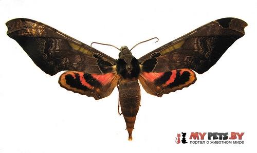 Adhemarius ypsilon