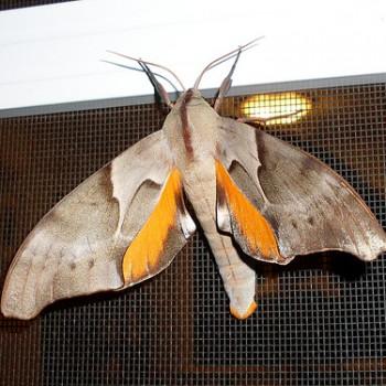 Coequosa australasiae
