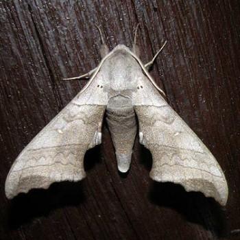 Polyptychoides grayi