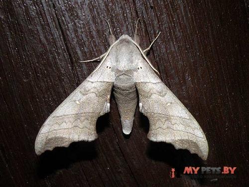 Polyptychoides grayi