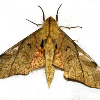 Platysphinx constrigilis