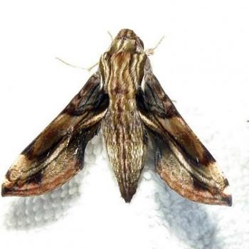 Theretra orpheus