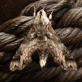 Temnora natalis