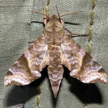 Temnora iapygoides