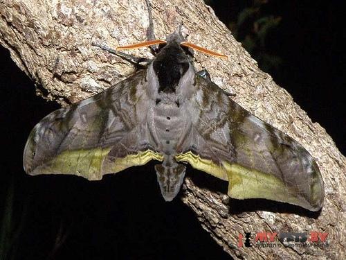 Acanthosphinx guessfeldti