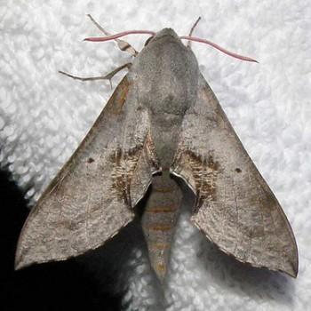 Hippotion rosae