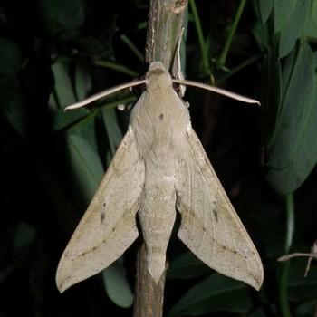 Hippotion roseipennis
