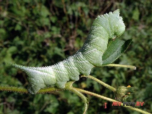 Manduca muscosa