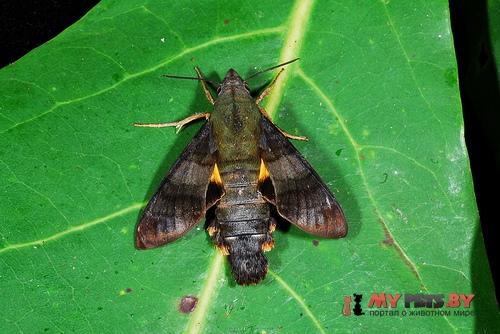 Macroglossum belis