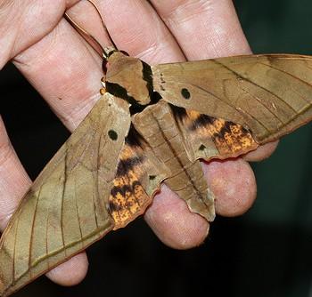 Ambulyx pryeri