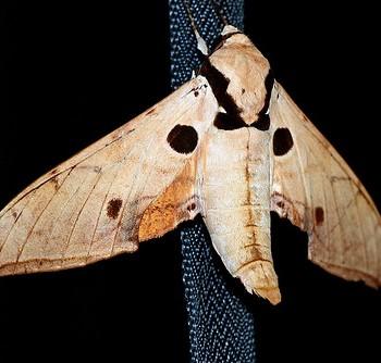 Ambulyx obliterata