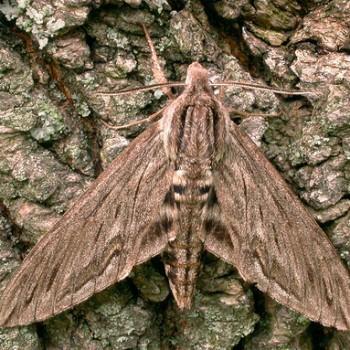 Sphinx canadensis