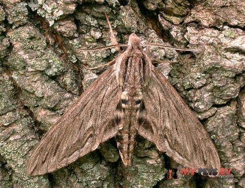 Sphinx canadensis