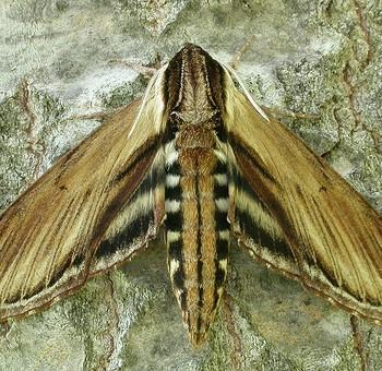 Sphinx kalmiae