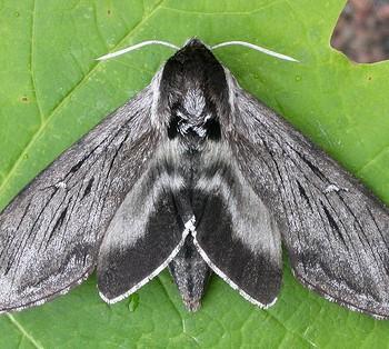 Sphinx gordius