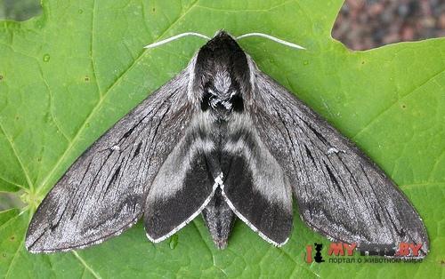 Sphinx gordius
